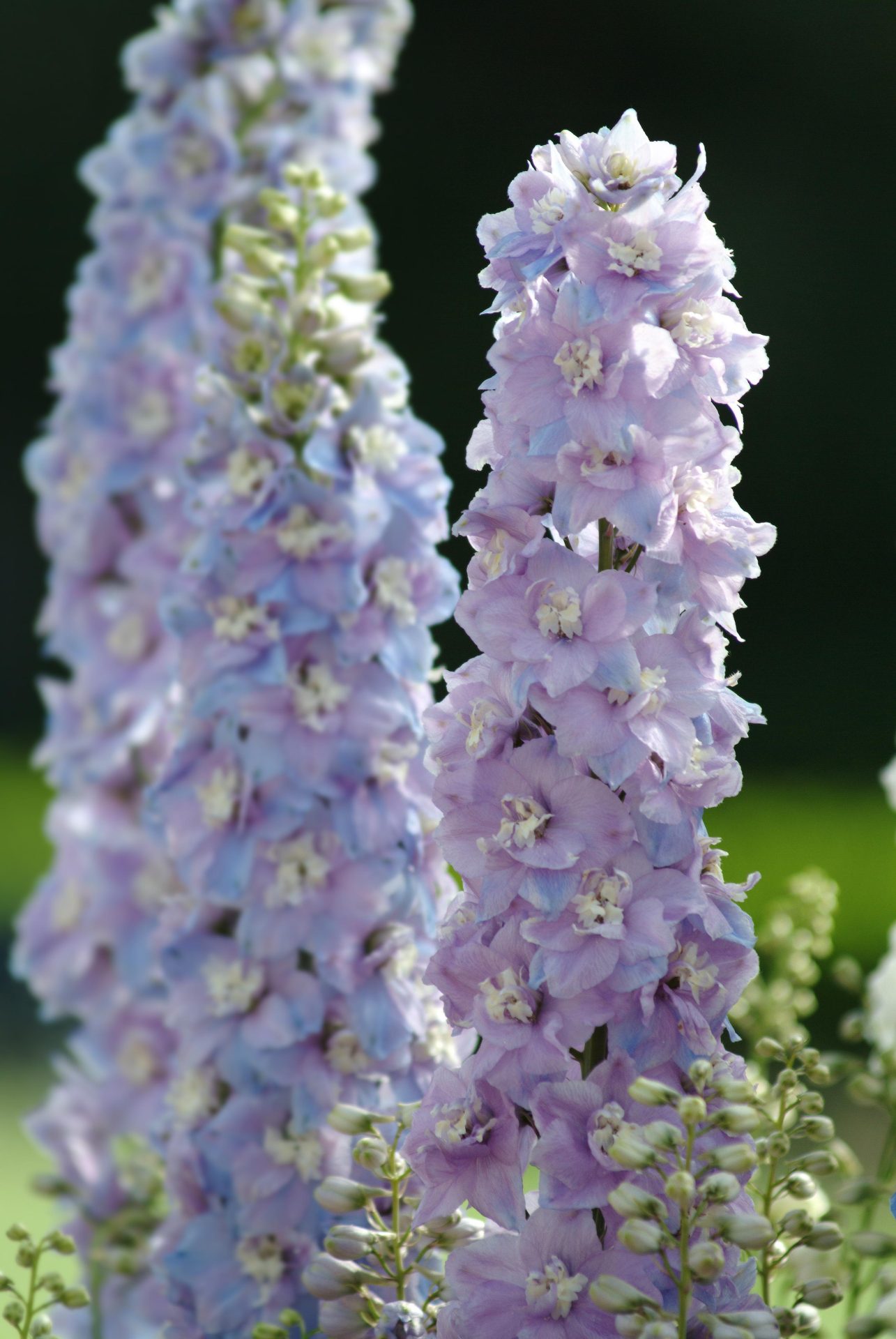 Delphinium elatum Guardian Lavender - Bild 2