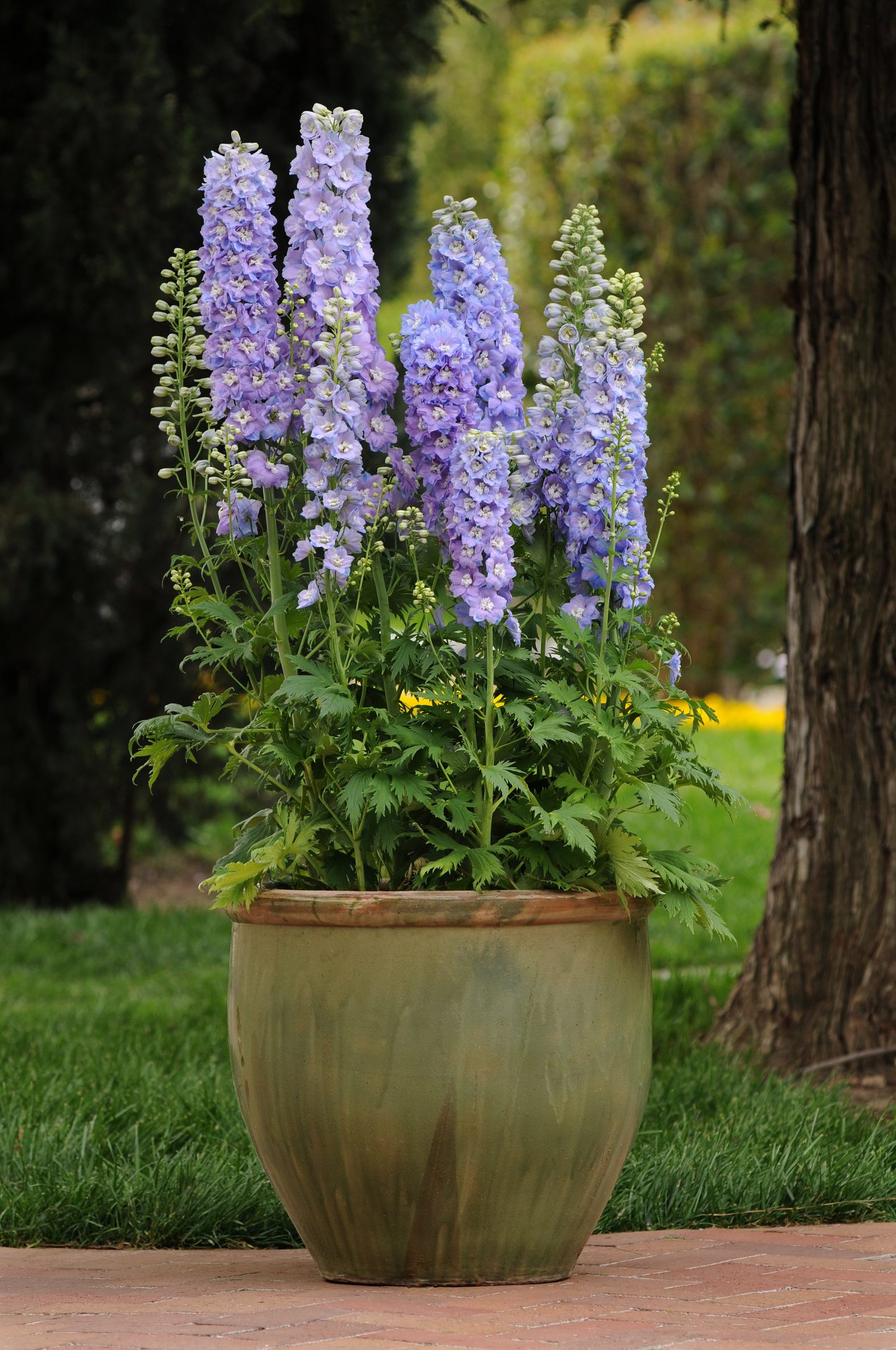 Delphinium elatum Guardian Lavender - Bild 3