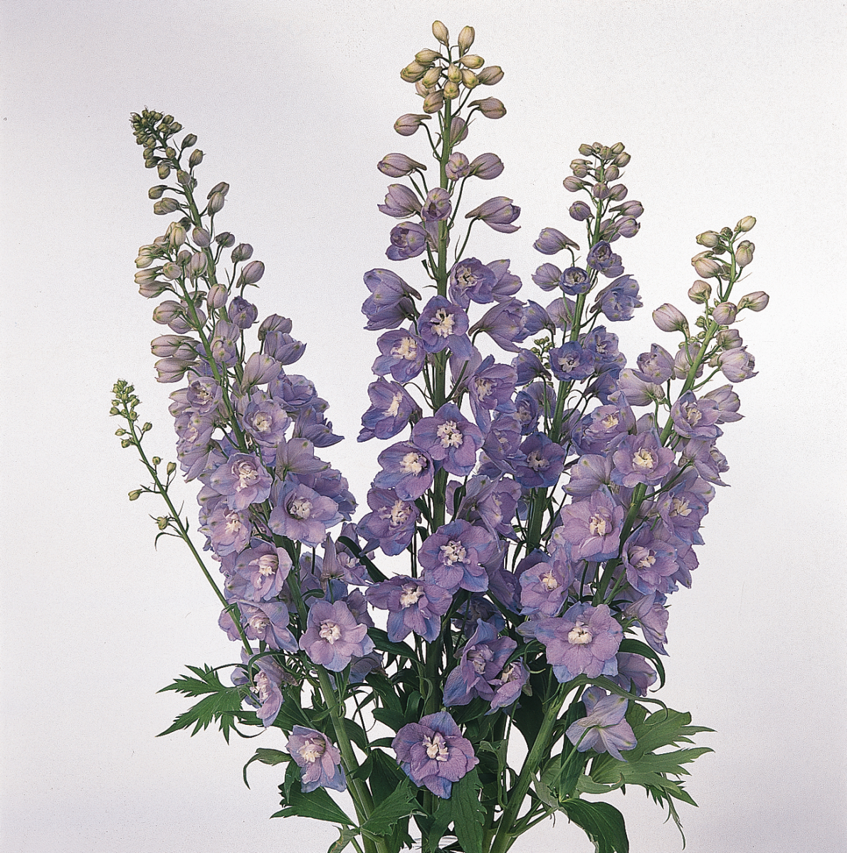 Delphinium elatum Guardian Lavender - Bild 4