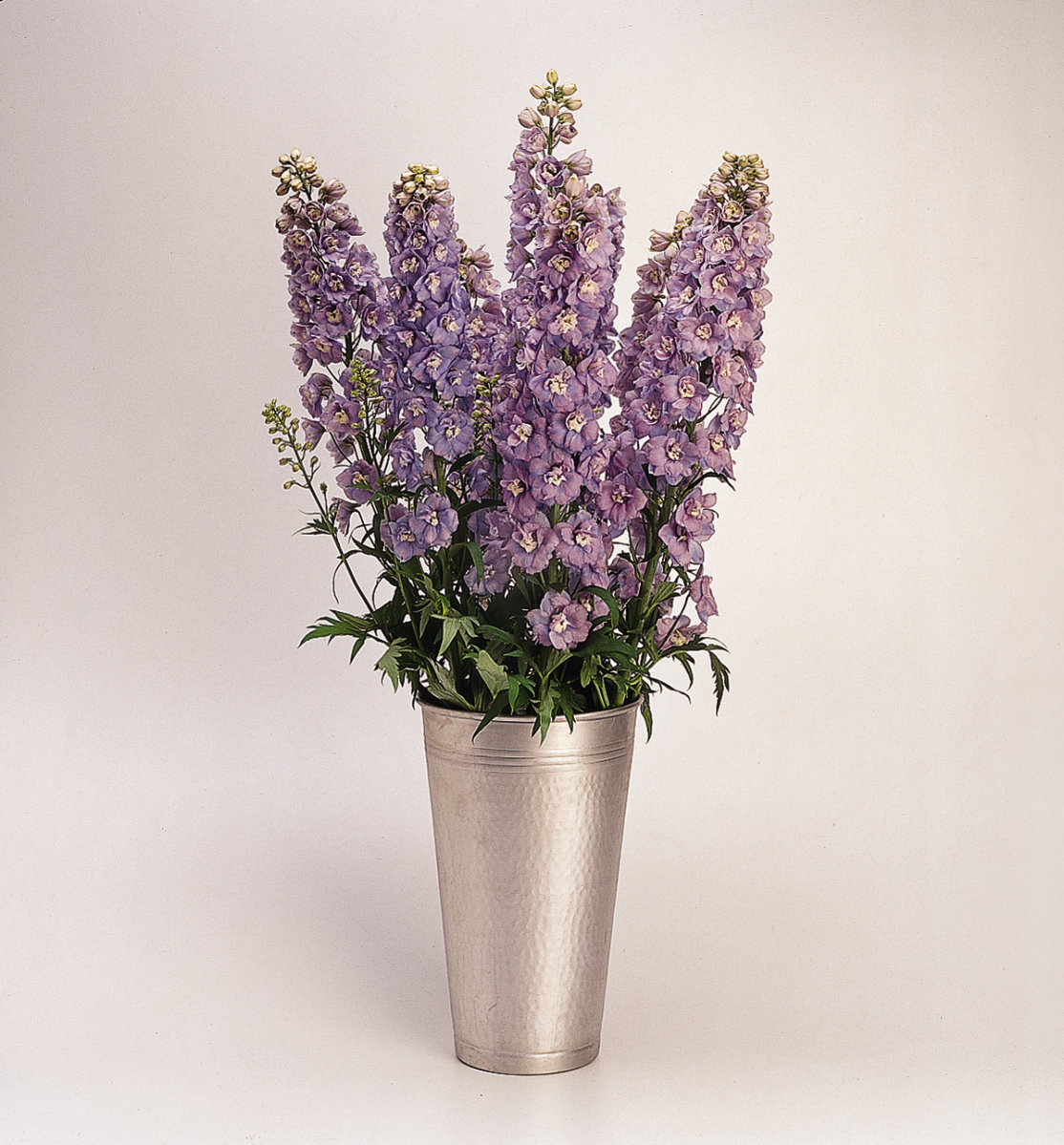 Delphinium elatum Guardian Lavender - Bild 5