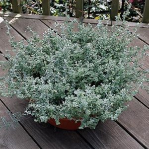HELICHRYSUM microphyllum SILVER MIST (multipellets)
